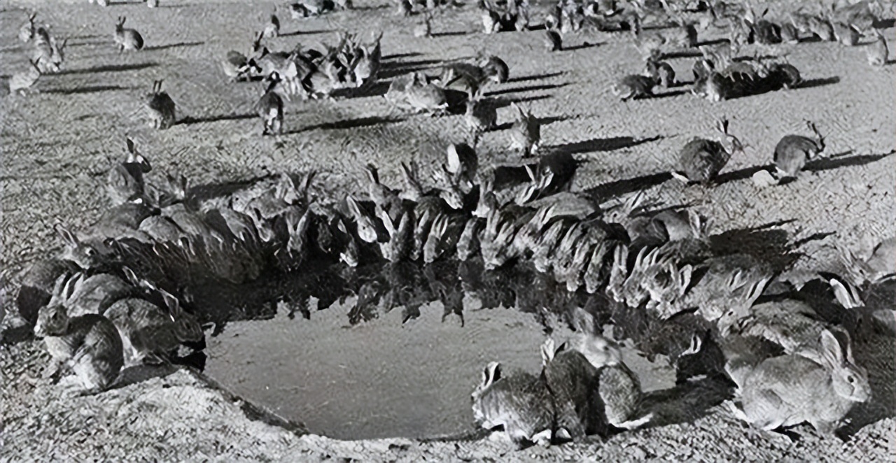 澳大利亚野兔泛滥成灾体重近百斤,澳大利亚野兔成灾野兔上百斤