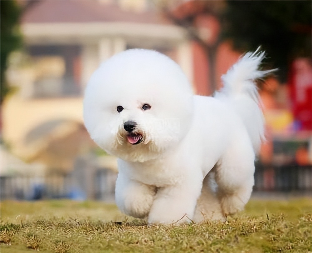 怎么判断比熊的好坏,怎么判断比熊是不是纯的