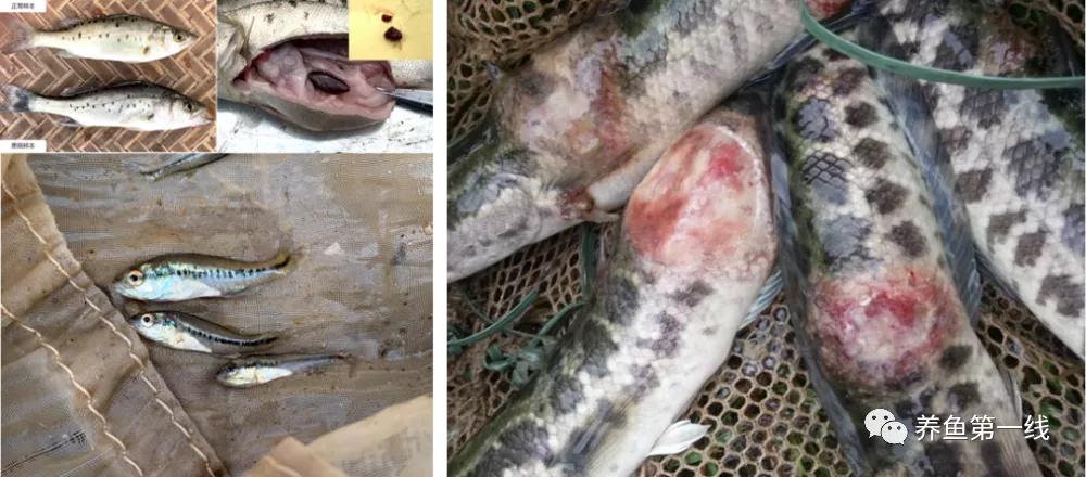 鱼类红嘴烂身——新型鱼瘟：溃疡性红嘴烂身病与诊治,附视频