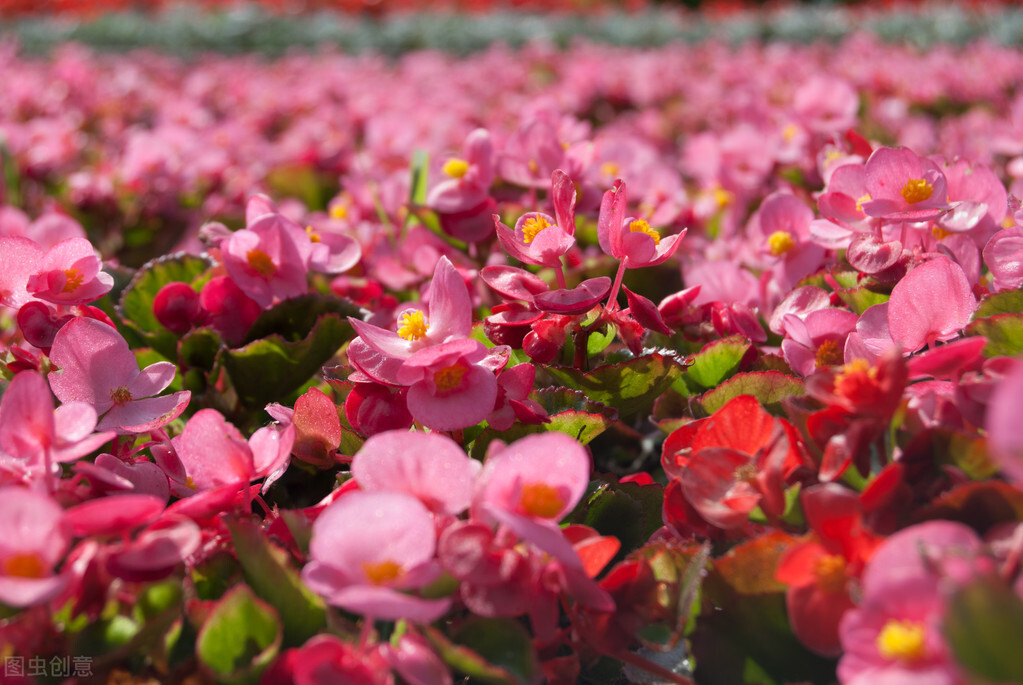 鍥涘娴锋鍐鎬庢牱鍏绘姢鍜岀鐞嗗憿,鍥涘绉嬫捣妫犵殑绉嶅瓙鎬庝箞鍙戣娊