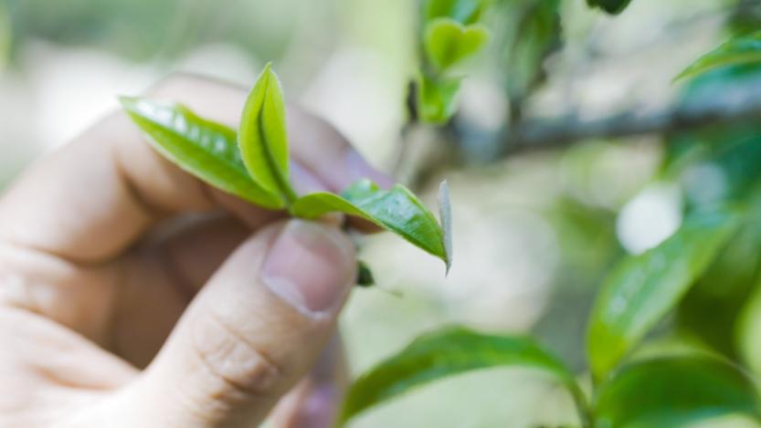 2023年古树春茶价格表,如何鉴别一款茶是古树纯料