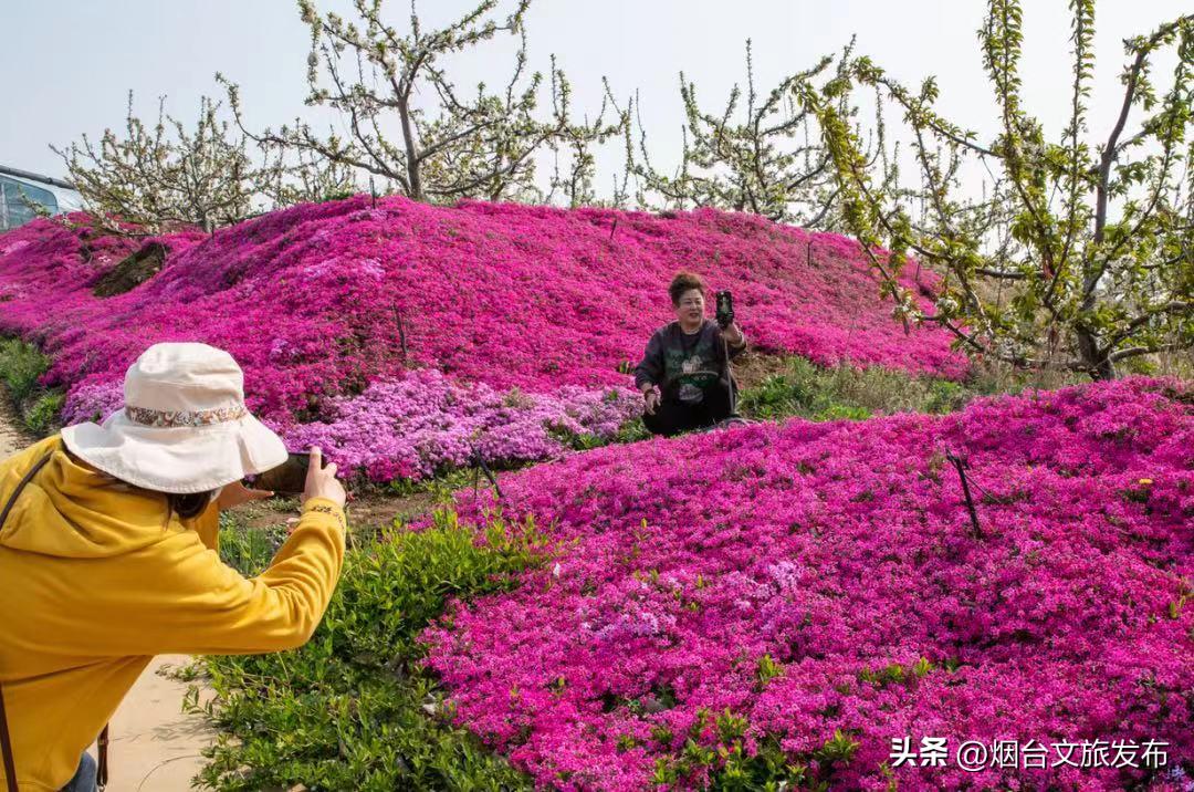 烟台2018年赏花攻略全集,春天烟台赏花地点推荐芝罘区