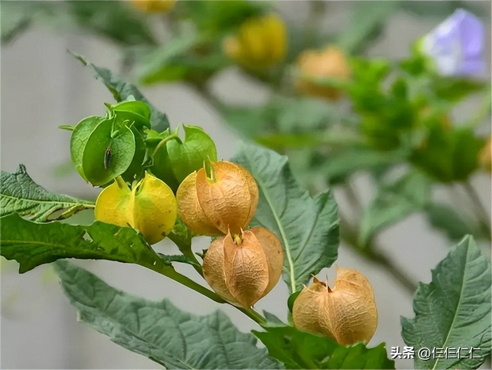 天然面膜*局骗**，会长“草”的海藻面膜，这算不算是虚假宣传？