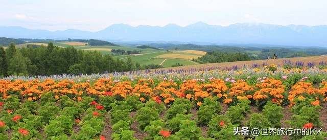 去日本北海道体验一下,北海道的冬天就是这样美