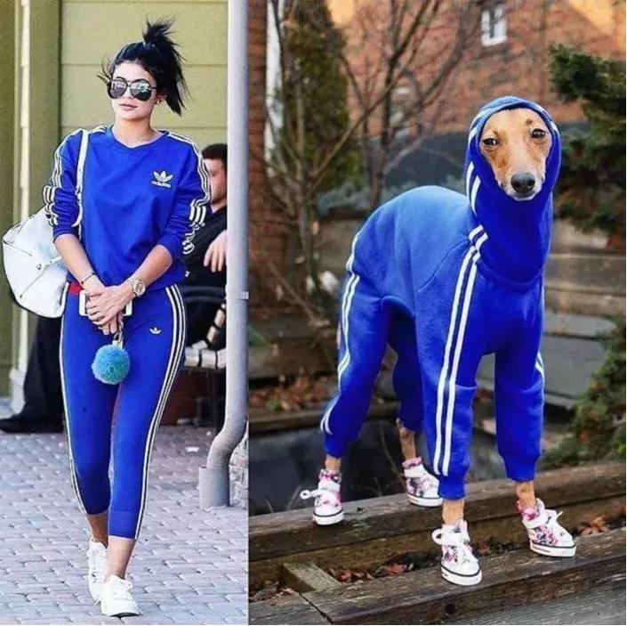 一只被抛弃的小狗逆袭变身超狗,一只被逆袭的中国狗狗