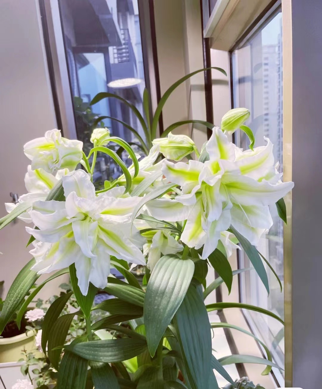 爱莎百合花有香味吗,艾莎百合花高清竖屏视频