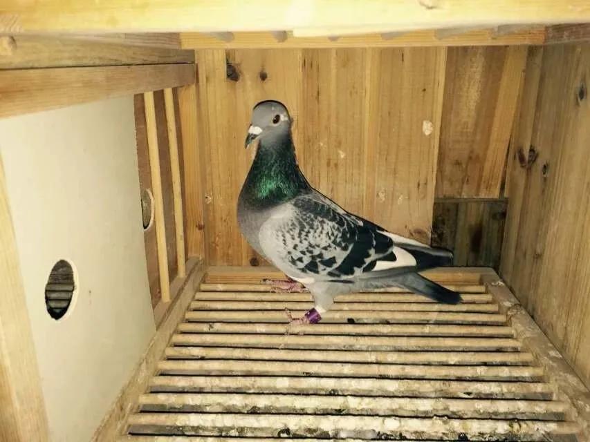 常见鸽病大全----收藏起来有用