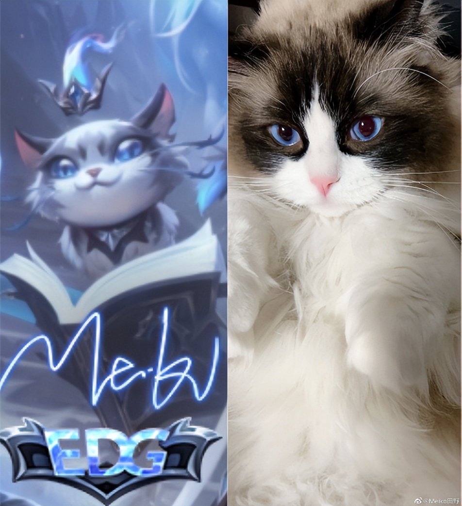 edg为什么叫银龙骑士,edg银龙重铸之日骑士归来之时