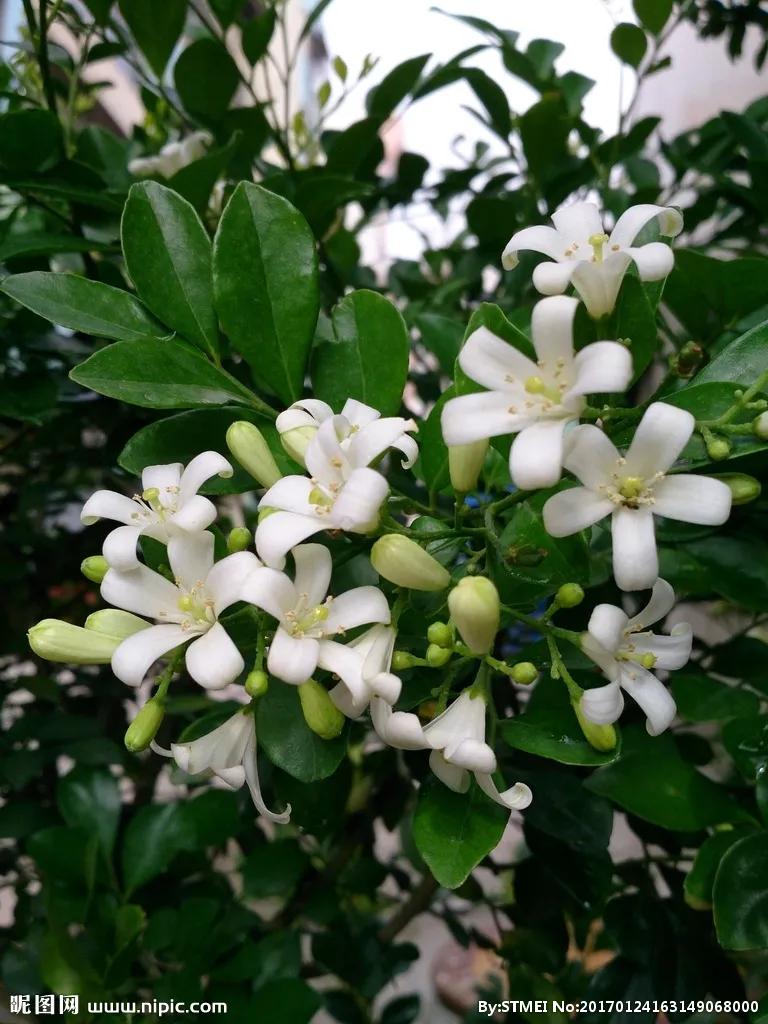 「香料包的秘密10」百里香，千里香，迷迭香，傻傻分不清楚的香料