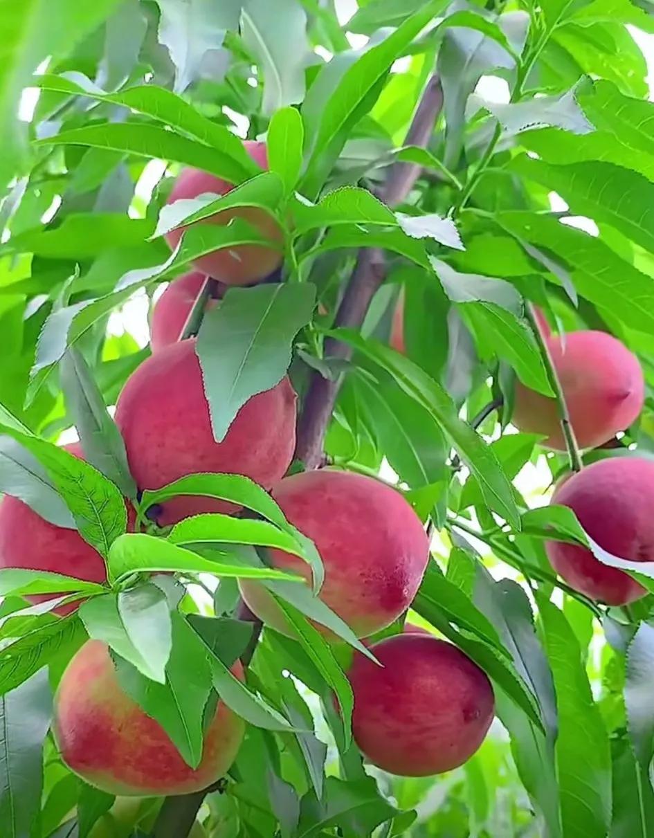 鐡滄灉椋橀澶忔棩鐐庣値,澶忔棩鐐庣値鐡滄灉椋橀