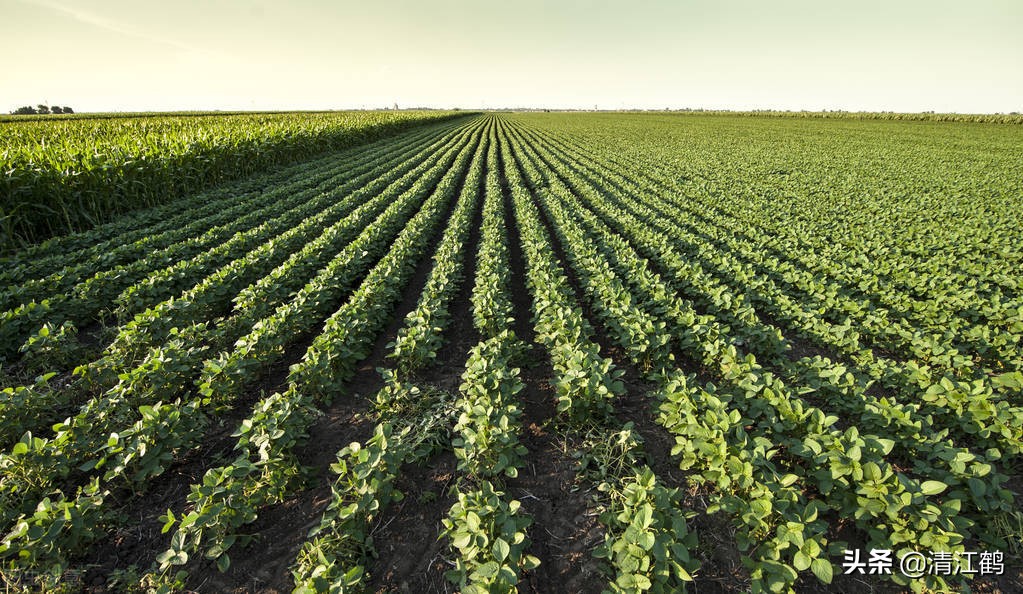 豆类除草剂哪种最好使,豆类除草剂哪种最好最安全