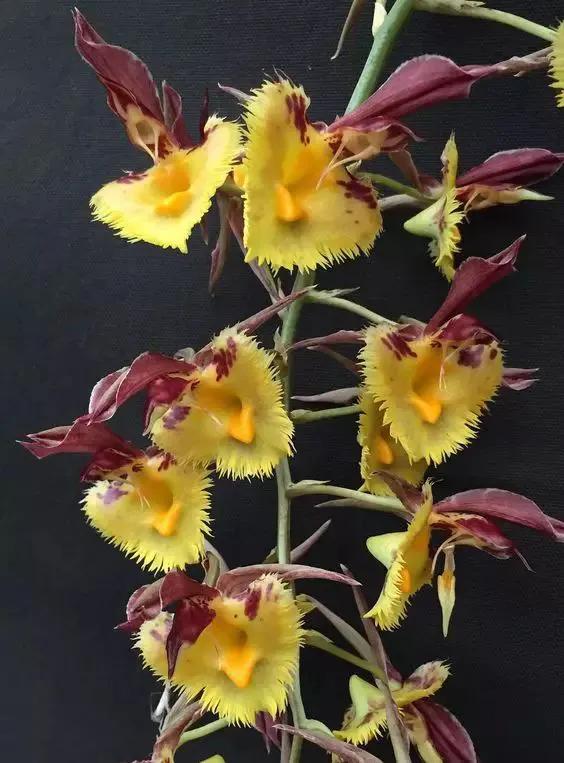 最美的100种兰花图片,欣赏一下最美的兰花