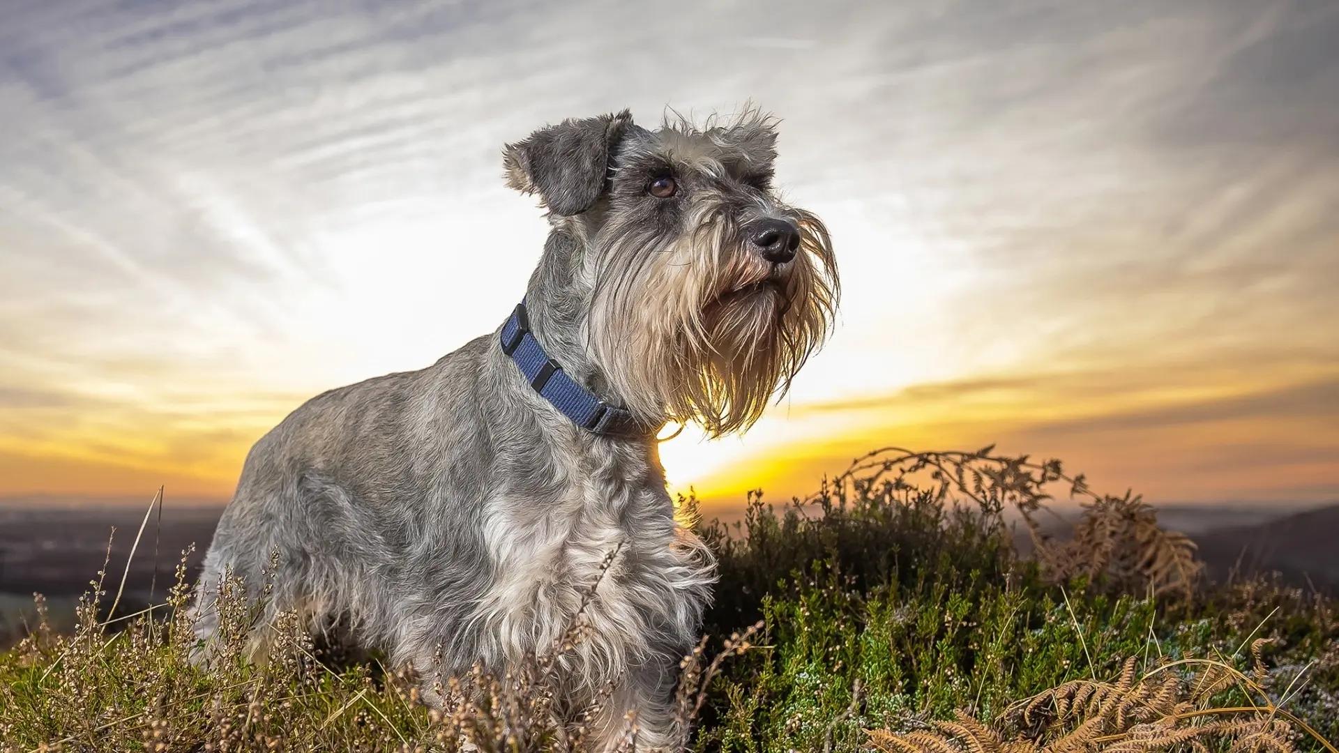 雪纳瑞的优点护主,雪纳瑞的5大优点