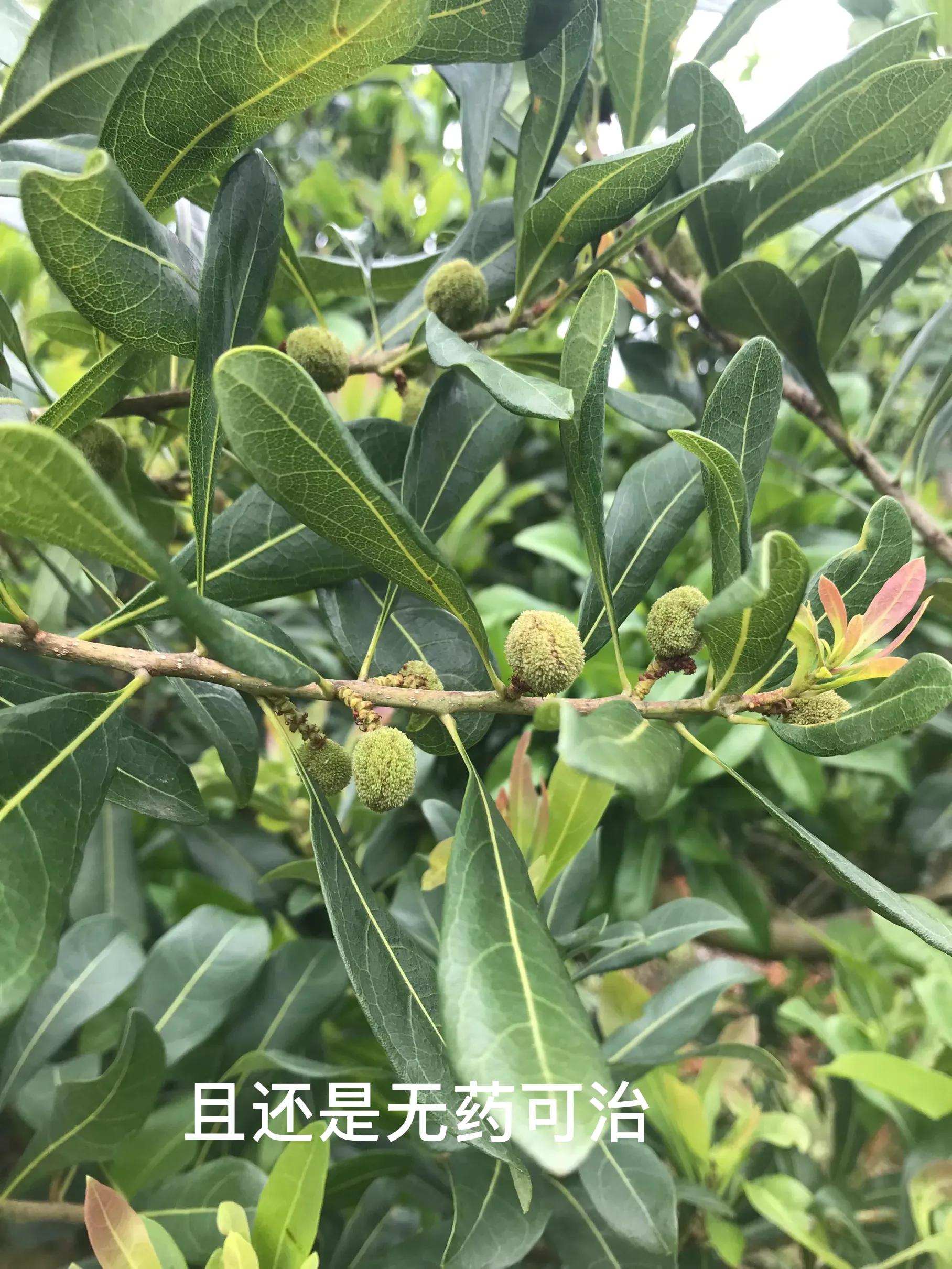 杨梅小叶病,攻克杨梅小叶病