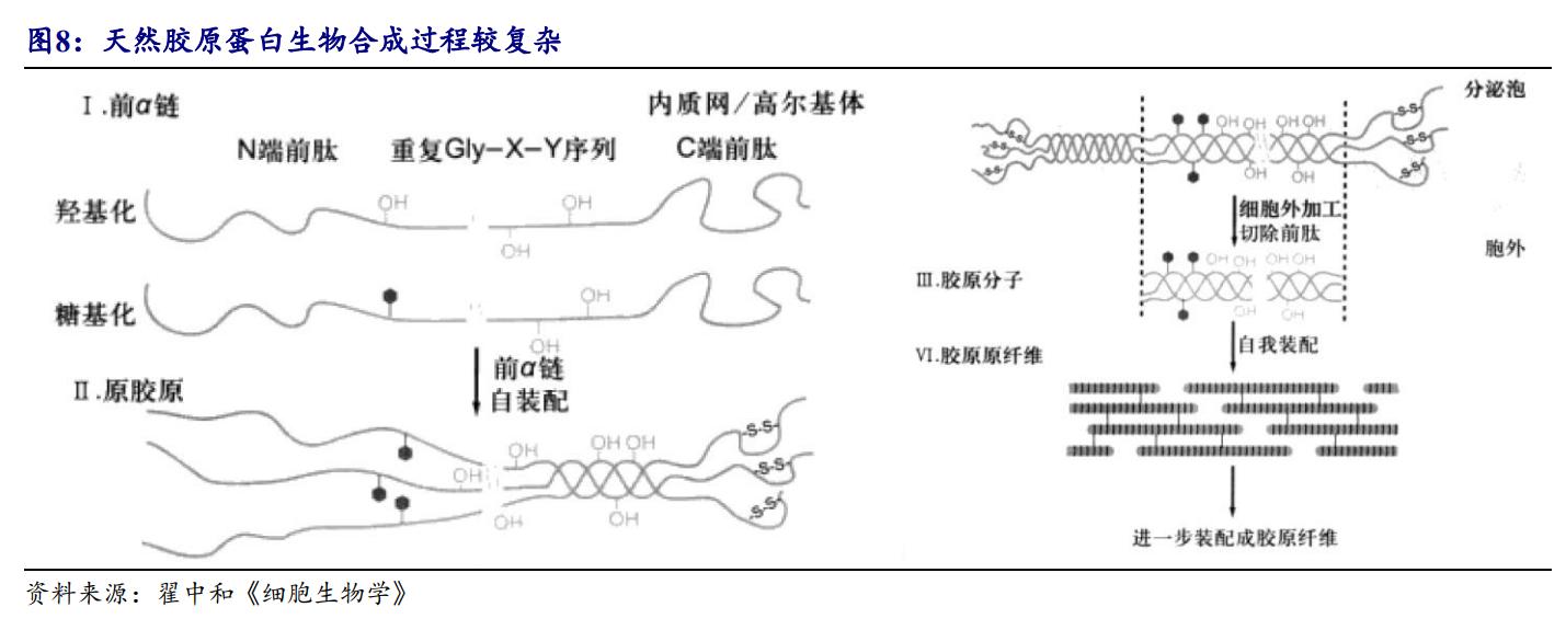 鑳跺師铔嬬櫧鍥藉唴宸蹭笂甯傜殑鍏,鑳跺師铔嬬櫧鑳藉惁鎴愪负璺ㄨ秺鍛ㄦ湡鍘熸枡