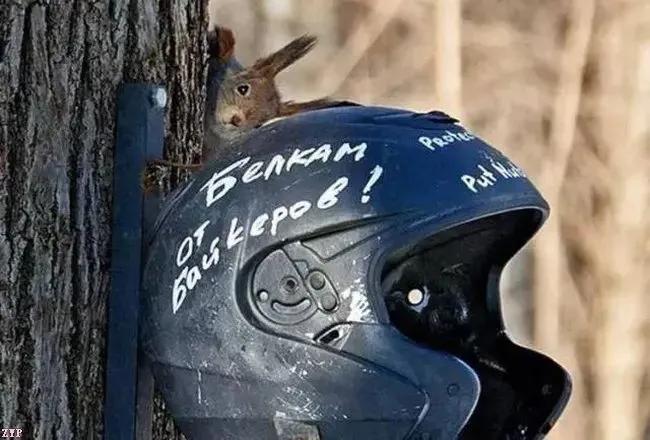 20张让人感叹的动物图片,难得一见的动物照片