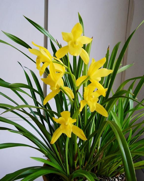 百花齐放春意浓群芳争艳,百花齐放喜迎新春