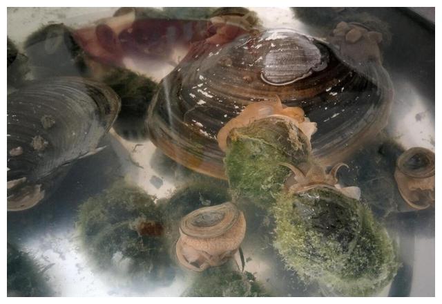 山东吃的特色美食清真,山东地方菜最有名的30道菜