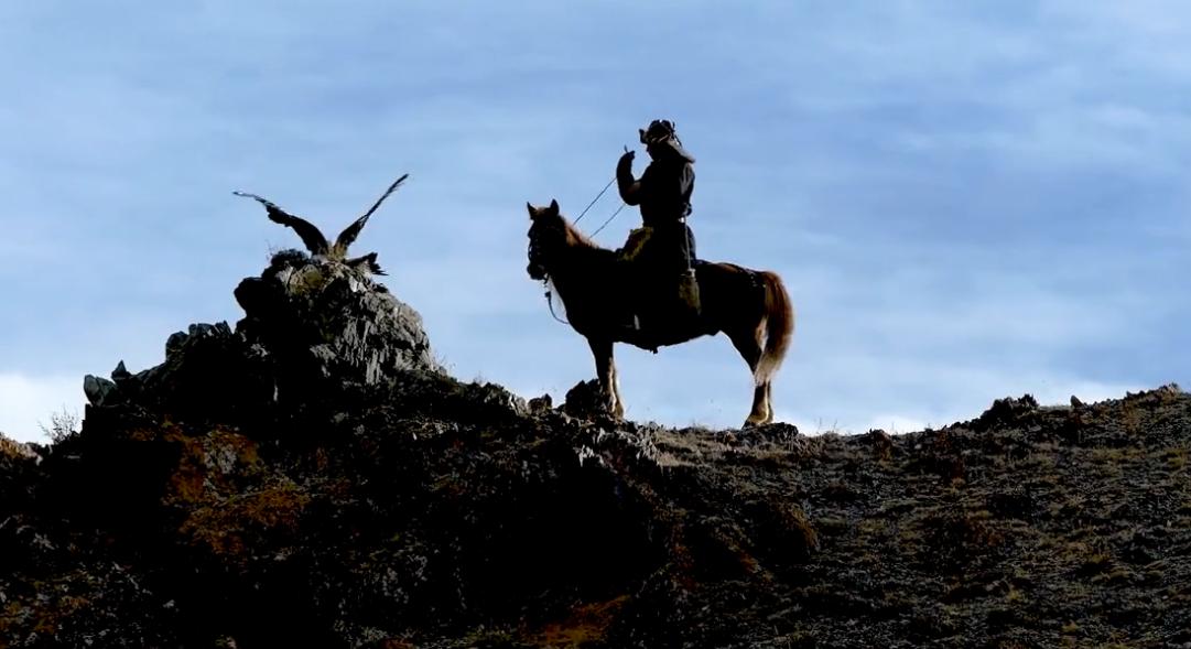 金雕击毙狼全过程,蒙古猎鹰捕狼视频
