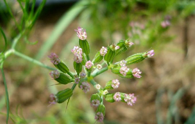 孜然是什么植物结的籽,孜然果实有哪些