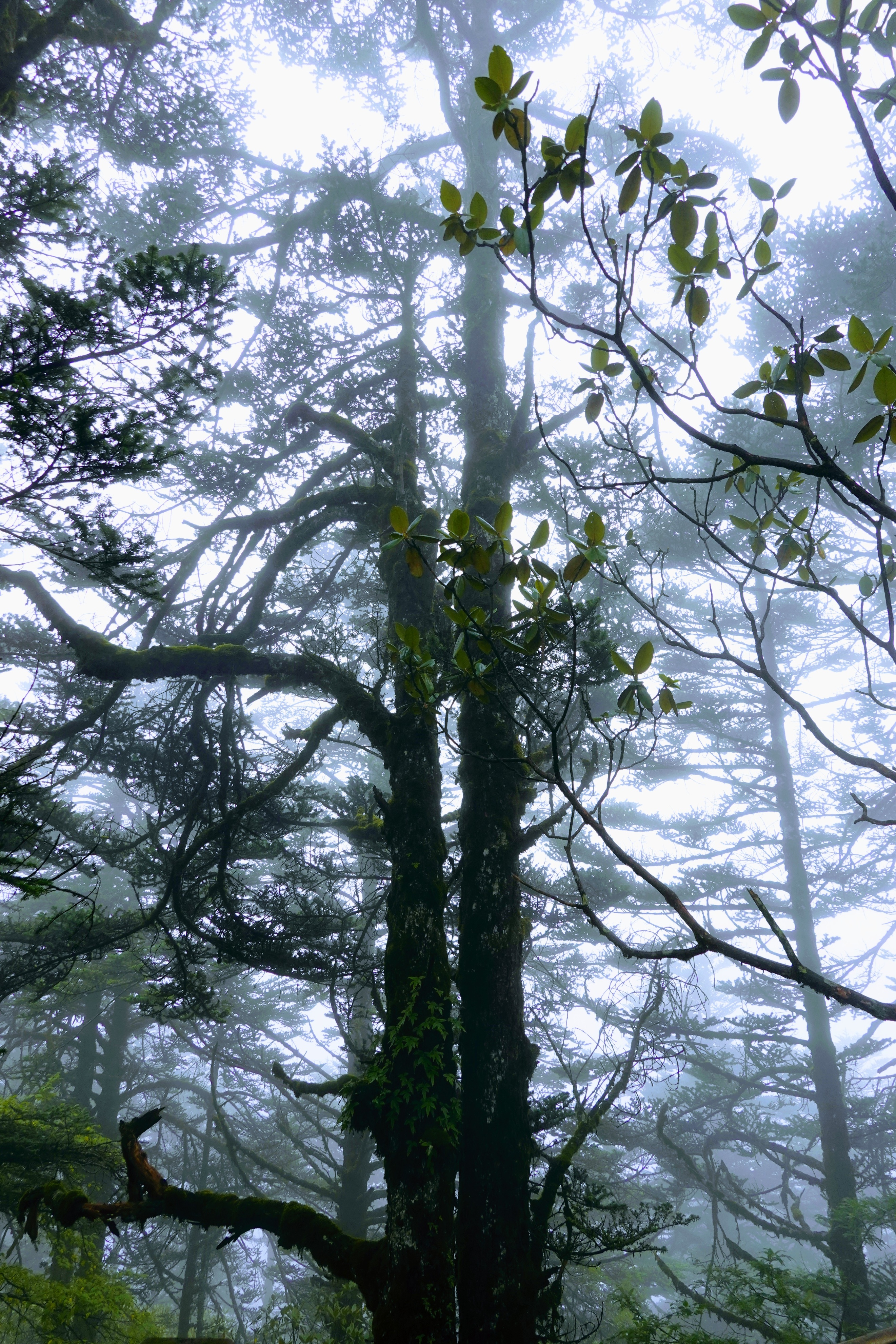 成都大邑徒步旅游攻略,大邑西岭雪山后山门票