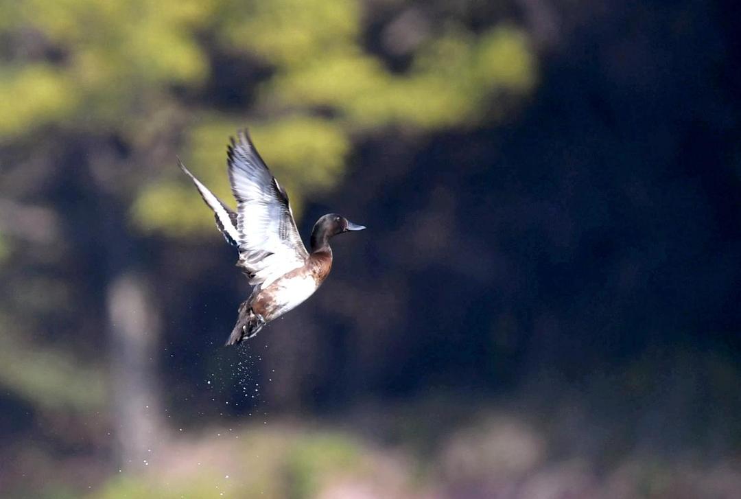邛海鸟类保护动物名录,邛海动植物有哪些