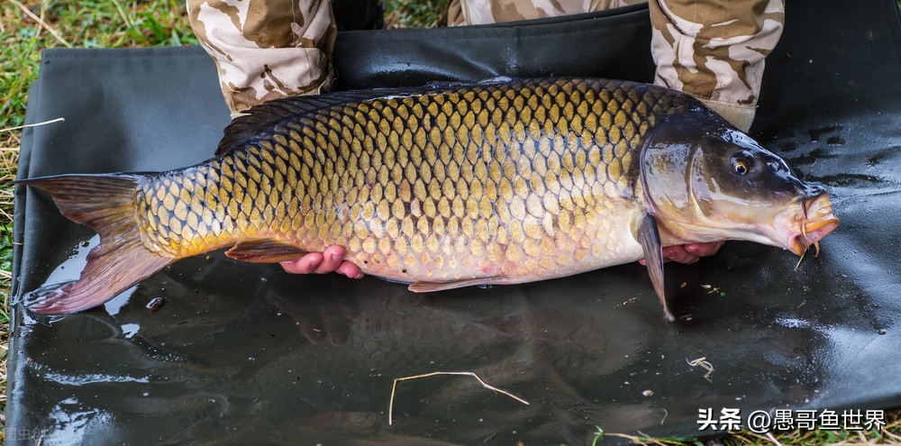 丹江口禁渔2018筏钓,丹江口筏钓被禁钓了吗