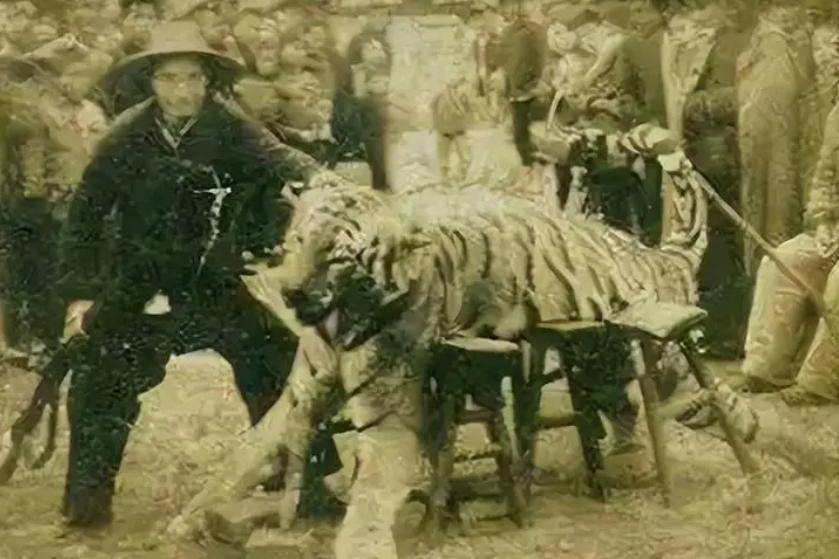 湖南奇人贺业武：一生杀死305只老虎，到死也不透露秘药配方