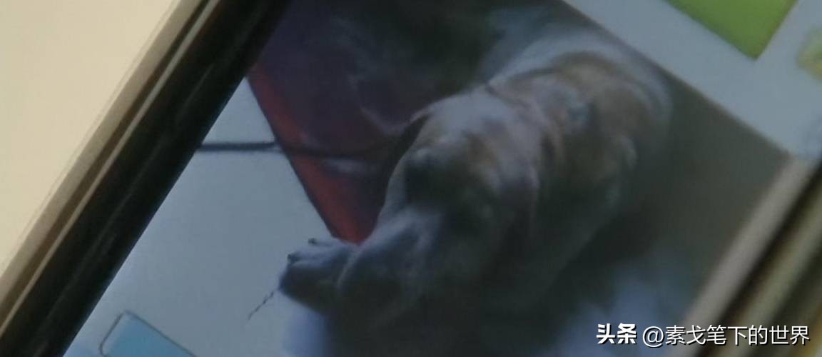 男子捡400只流浪狗,四川男子从路边捡来黑狗完整版