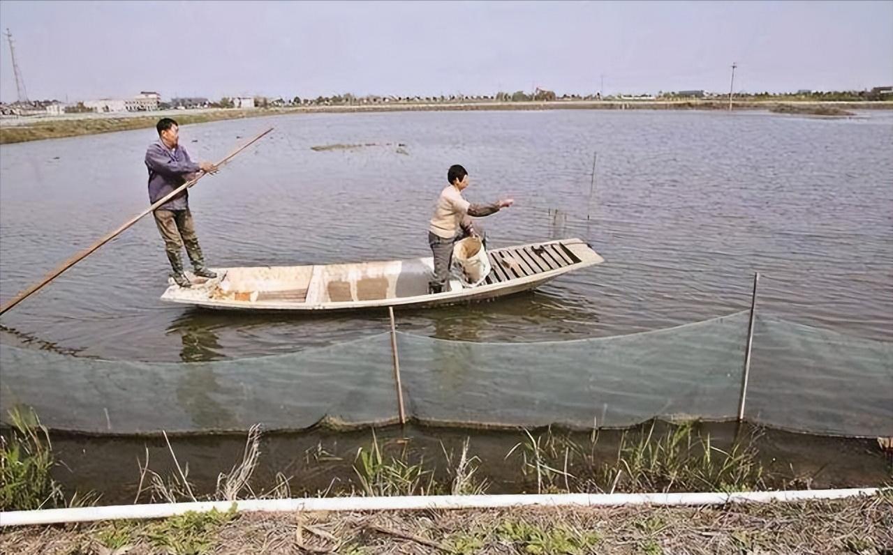 泗洪河蟹养殖用水草,江苏养河蟹技术