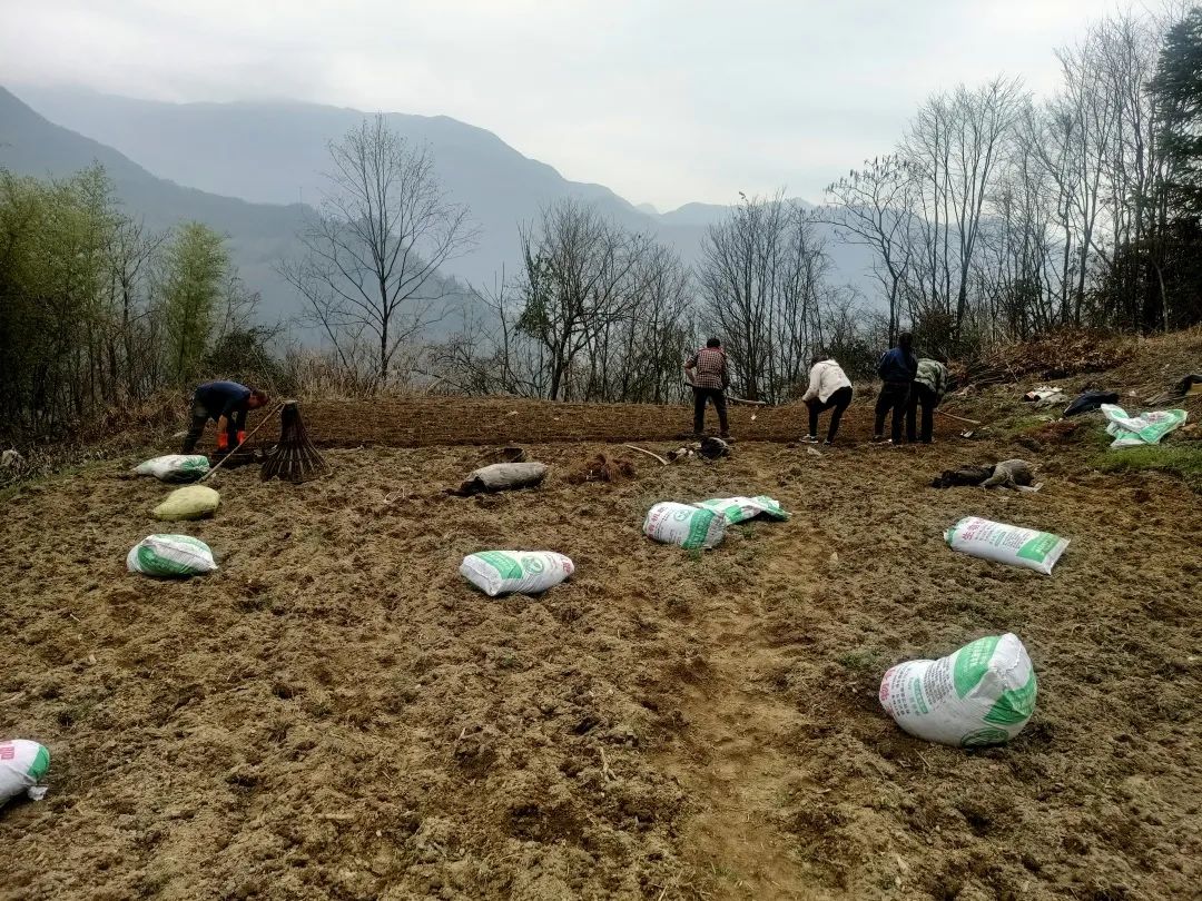五峰：【乡村振兴】“猕”生情缘，家门口的致富经！
