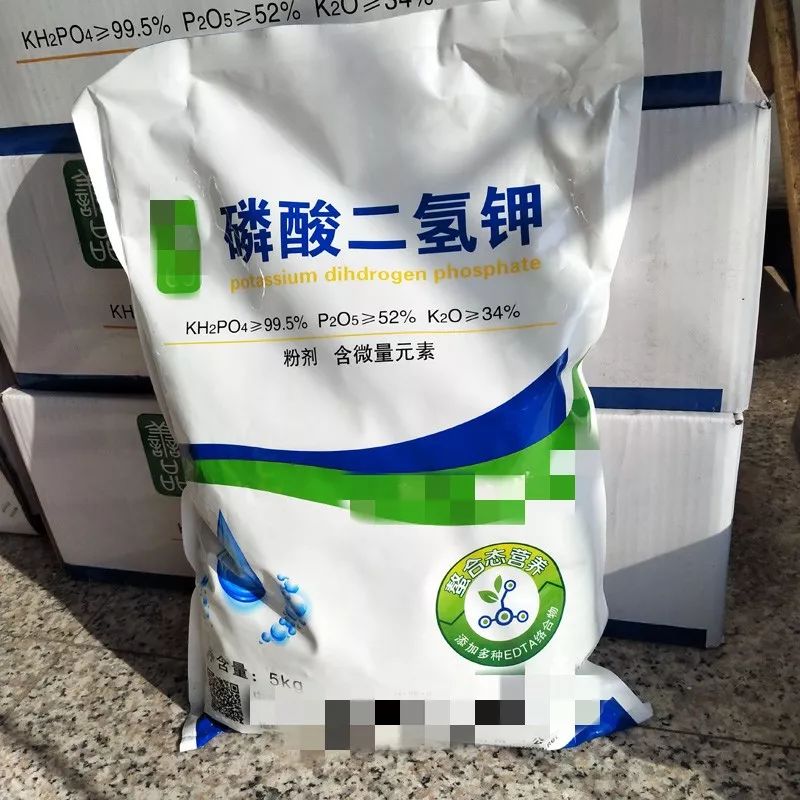 三角梅怎么越冬最低温度是多少,怎样判断三角梅冬天是否被冻死