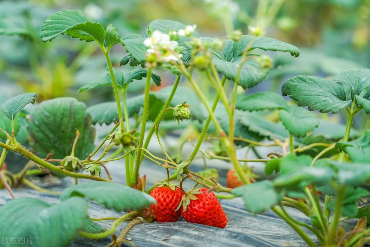 树莓盆栽注意什么细节图片,树莓盆栽怎么种