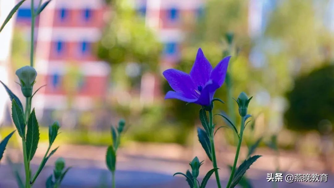 超越虎,超越虎图片