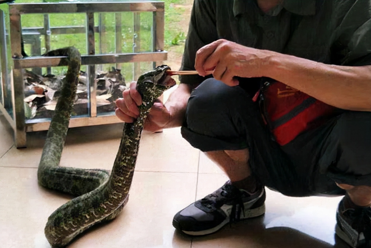 1989年，他发现价值百万的莽山烙铁头，被咬20多次，如今生活怎样