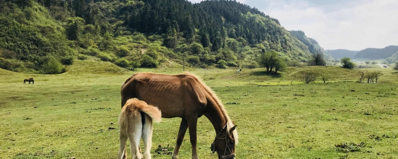 重庆仙女山旅行攻略,重庆仙女山景区旅游攻略