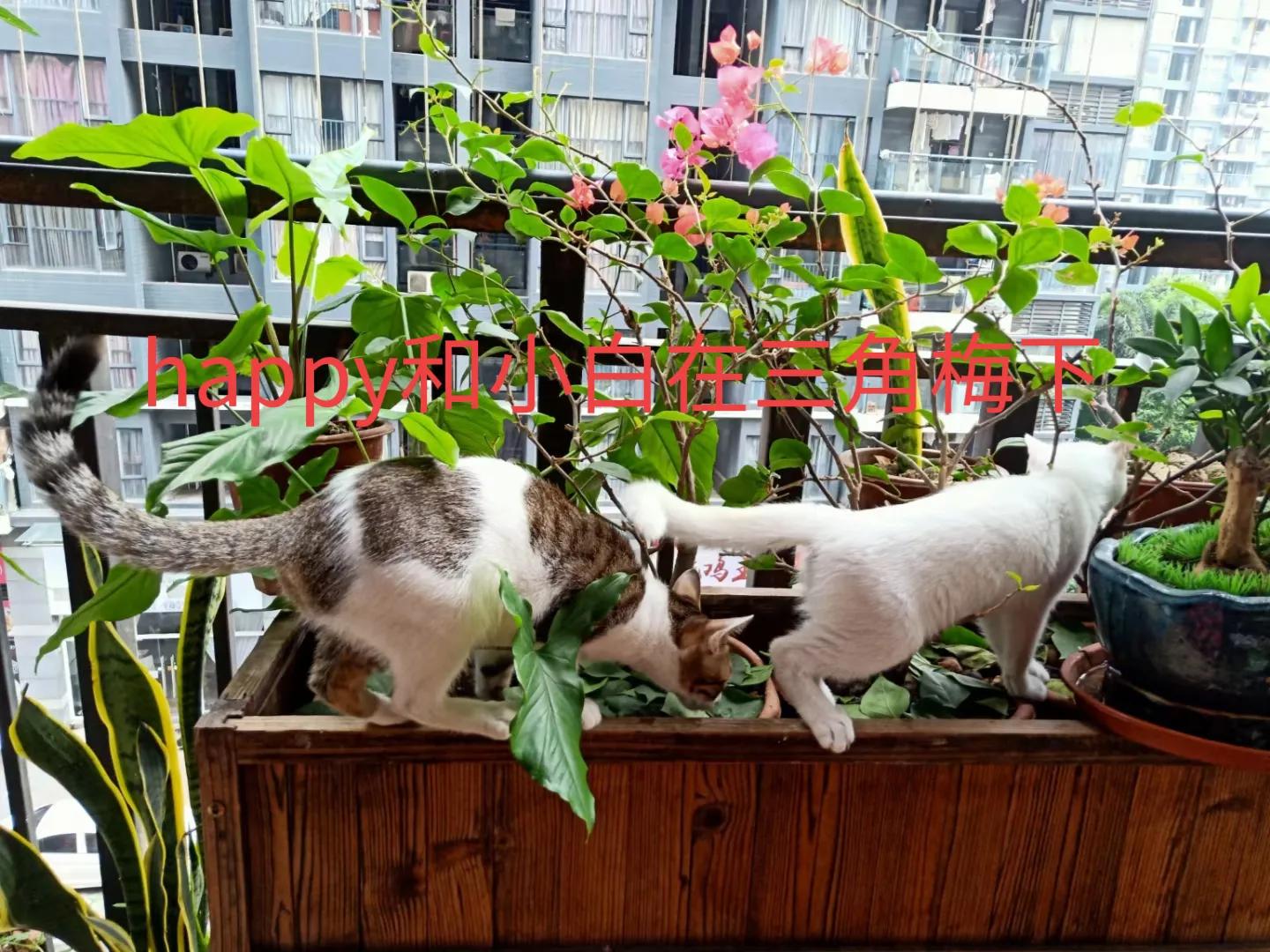 happy鎴戠殑濂冲鎻掓洸,浣爃appy鎴戜篃happy