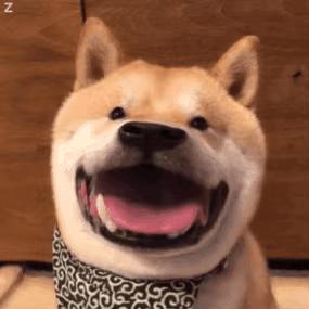 狗狗常见的4种“交配”方式，网友直呼：绝了