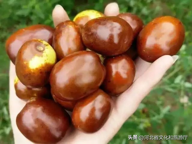 红枣哪个地方的最好吃,全国最好的红枣排名