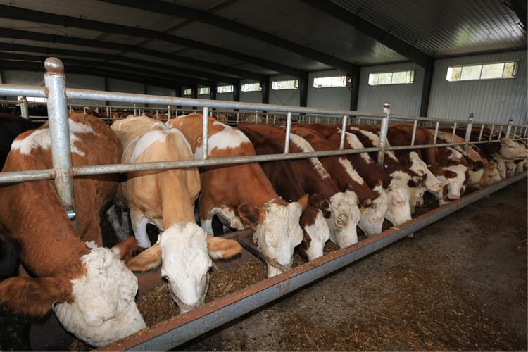 牛价最新行情涨了还是跌了,现在的牛价行情是涨还是跌