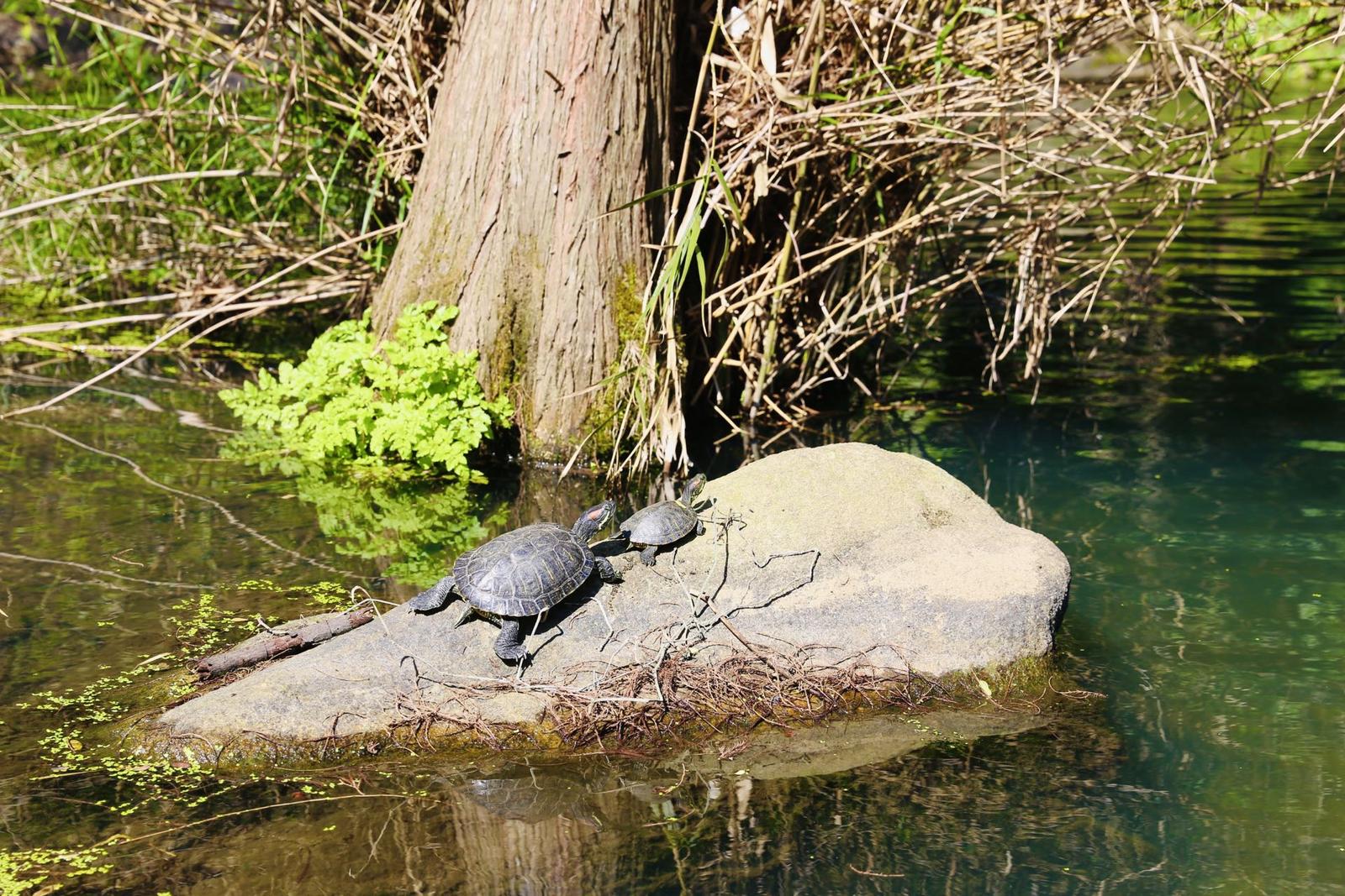 大美碧岭：繁花似锦生态画卷春色浓