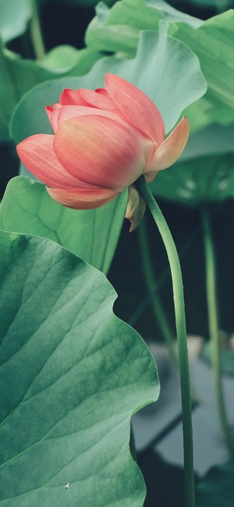 漂亮美丽的荷花壁纸,雨中荷花壁纸荣盛城
