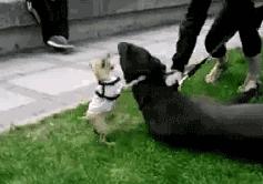 十种不建议养的狗,狗界不受欢迎的狗