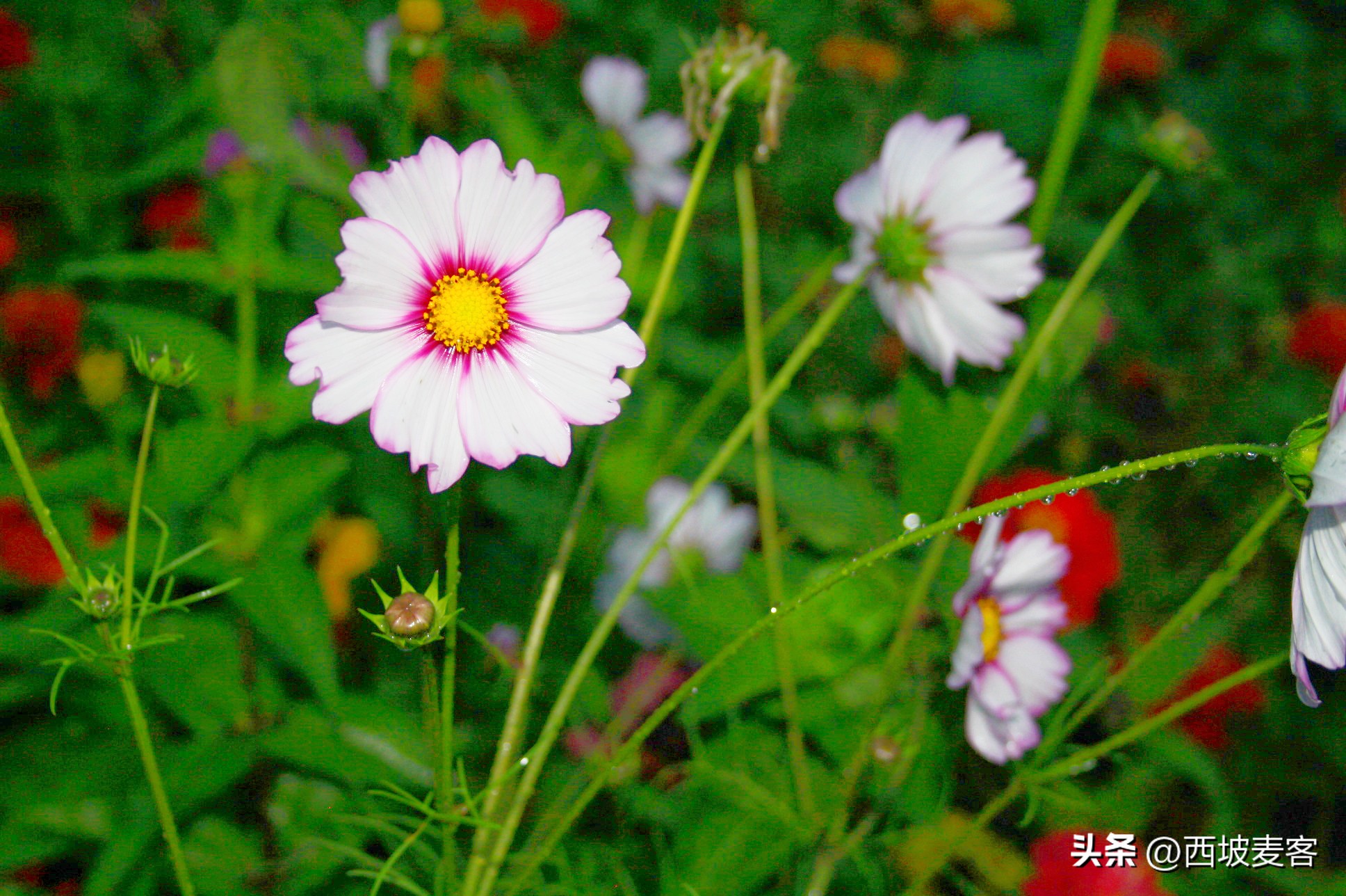 洋务运动和戊戌维新运动的意义,戊戌维新运动的意义和教训