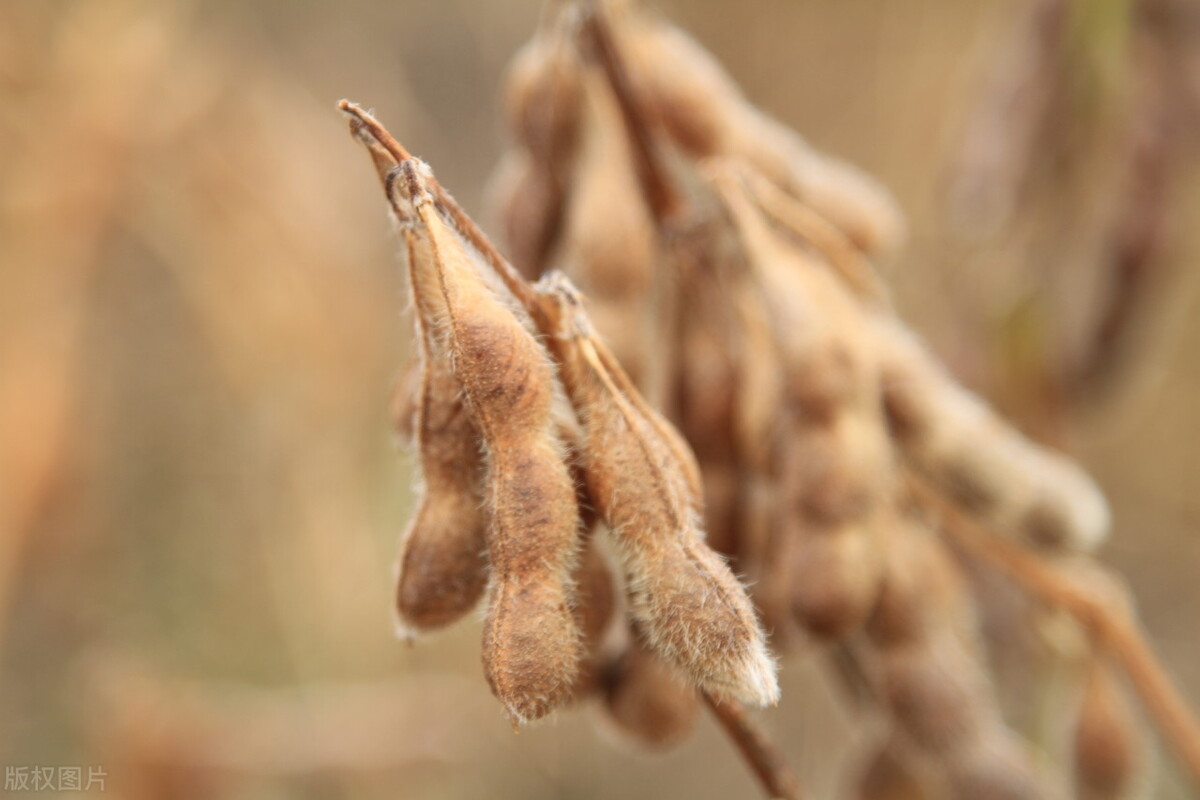 大豆价格下跌“预警”，1星期落了1毛钱，11月26日最新大豆行情