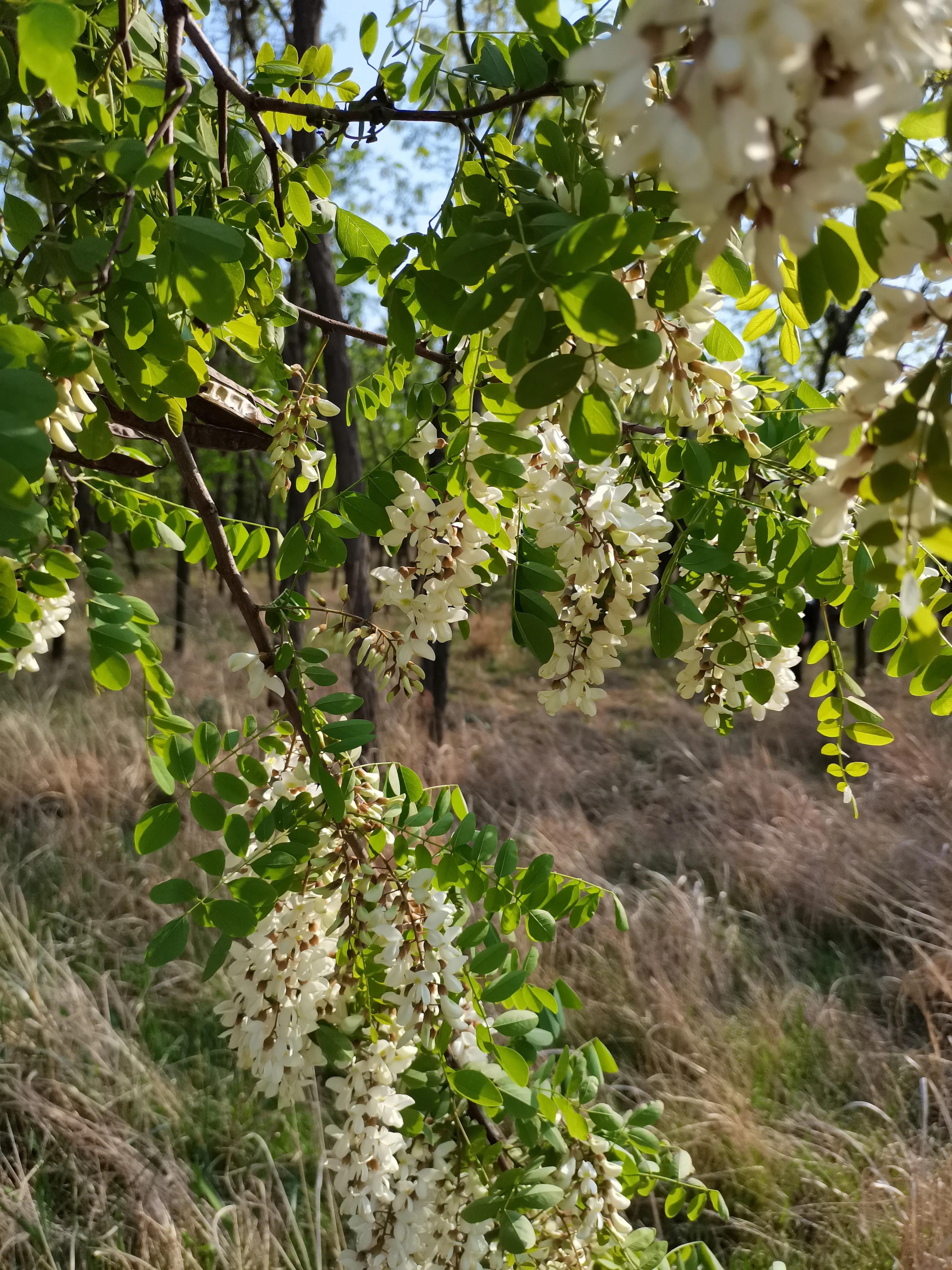 酸枣叶制茶做法,山上的野生酸枣叶可以采摘做茶吗