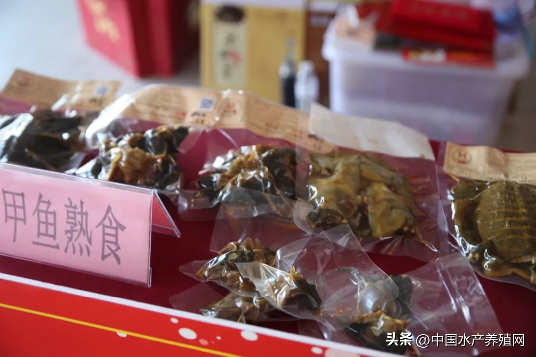 2022年甲鱼下半年会跌价吗,一亩甲鱼可获利10万