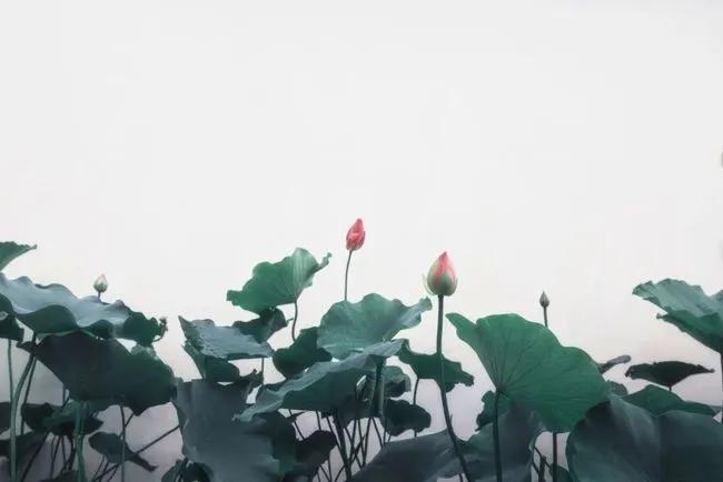 20句一眼惊艳的古诗词,诗词开头惊艳的诗句