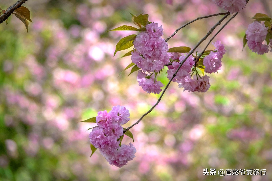 武汉黄陂茶谷风景区,武汉市黄陂区后花园