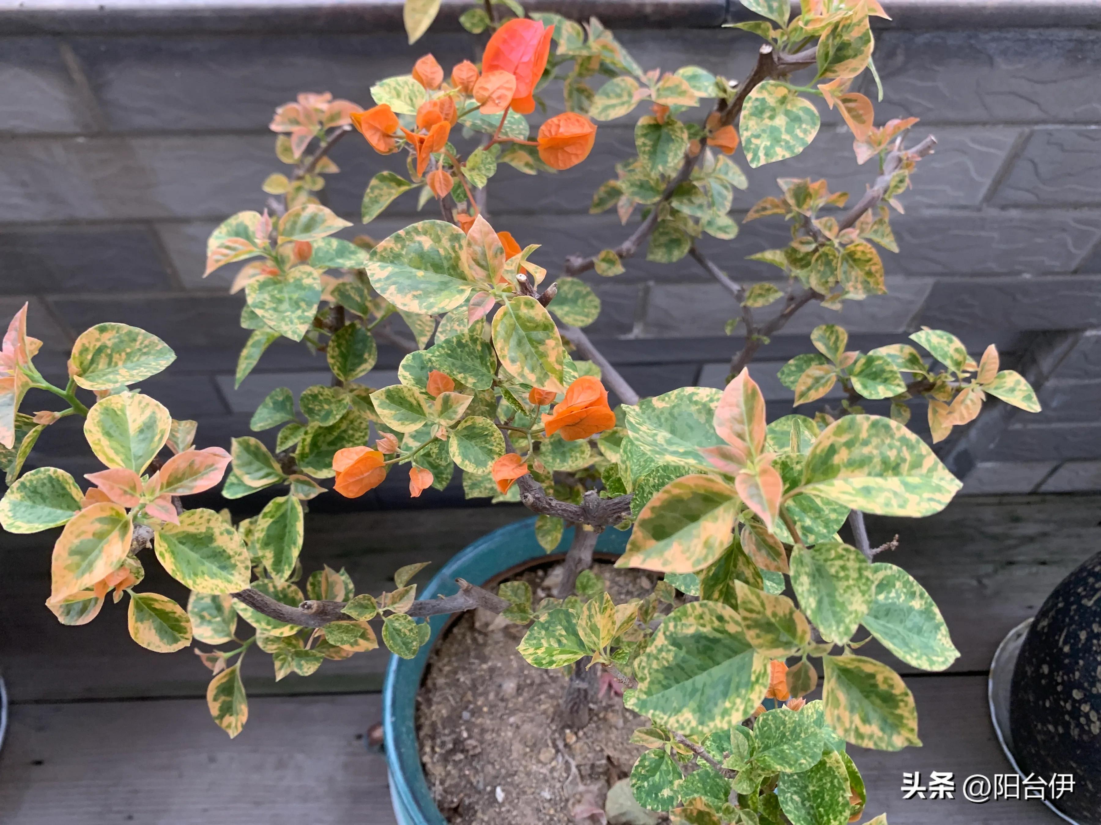 花叶橙蝶三角梅勤花吗,花叶印度橙粉三角梅